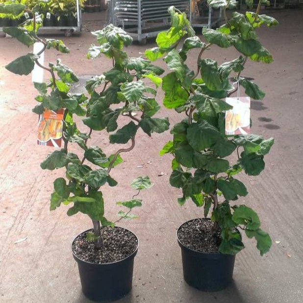Alun Contorsionat - Corylus Avellana Contorta