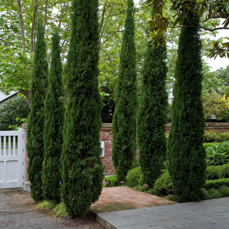 Chiparos Columnar Totem - Cupressus Semp. 'Totem'