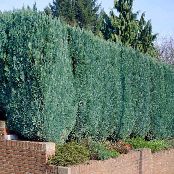 Chiparos Lawson Glauca - Chamaecyparis Lawsoniana Columnaris Glauca
