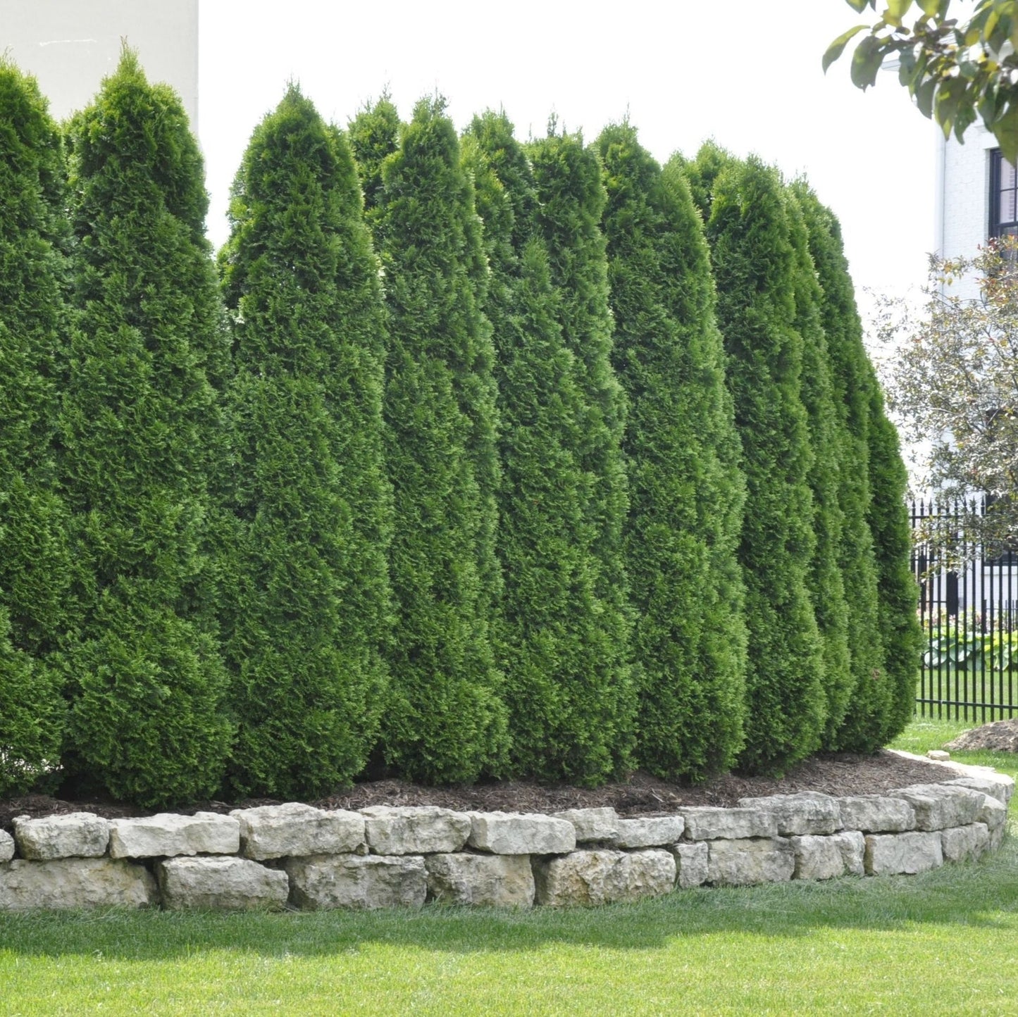 Tuia Smaragd - Thuja Occidentalis Smaragd