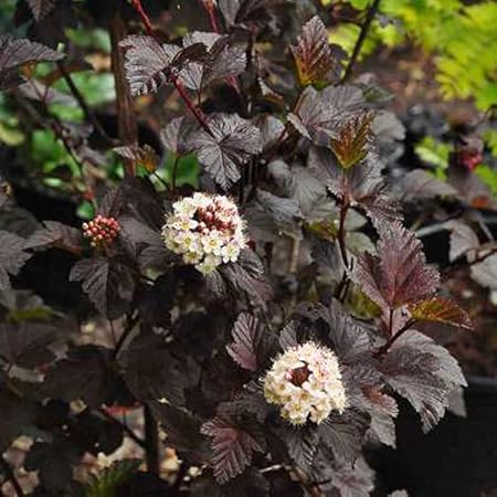 Fisocarp Diabolo - Physocarpus Opulifolius Diabolo