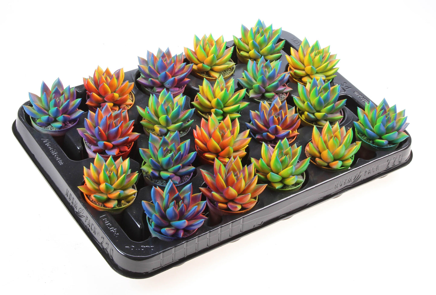 Echeveria Miranda - Echeveria Miranda Multicolor