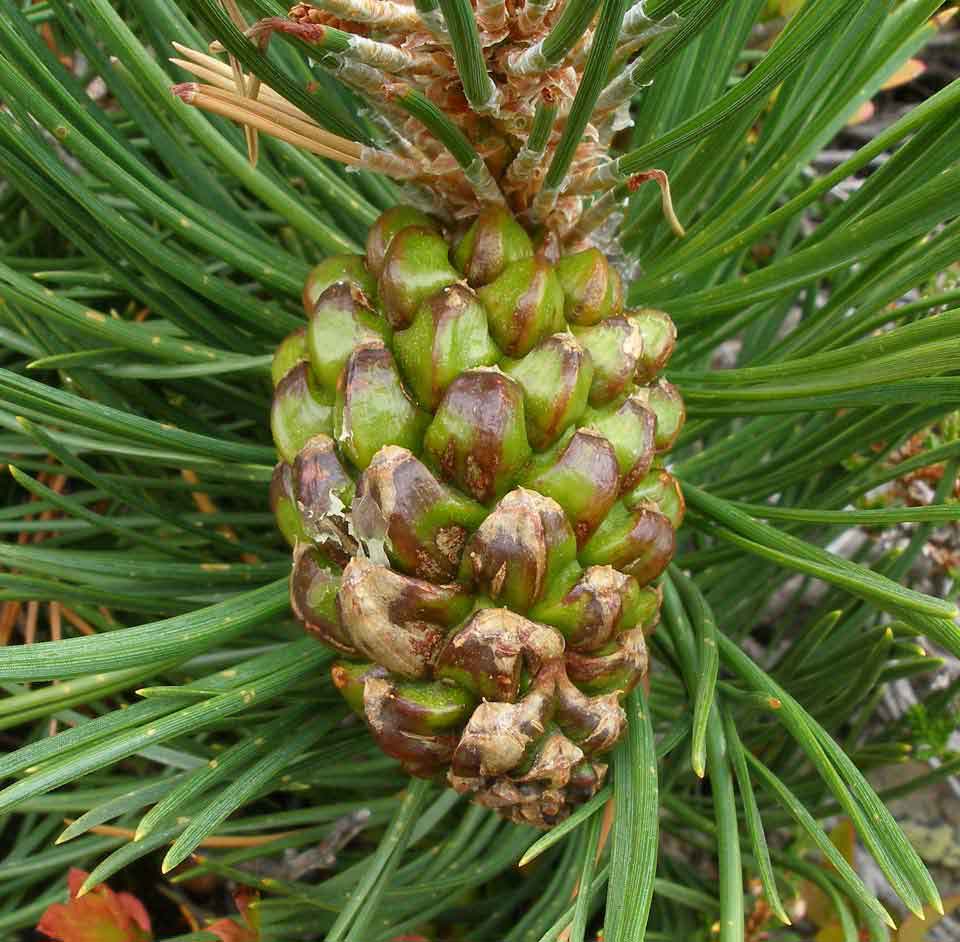 Pin Cârligat - Pinus Uncinata