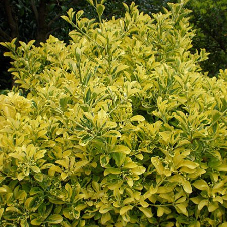 Dafin Japonez Marieke - Euonymus Japonicus Marieke