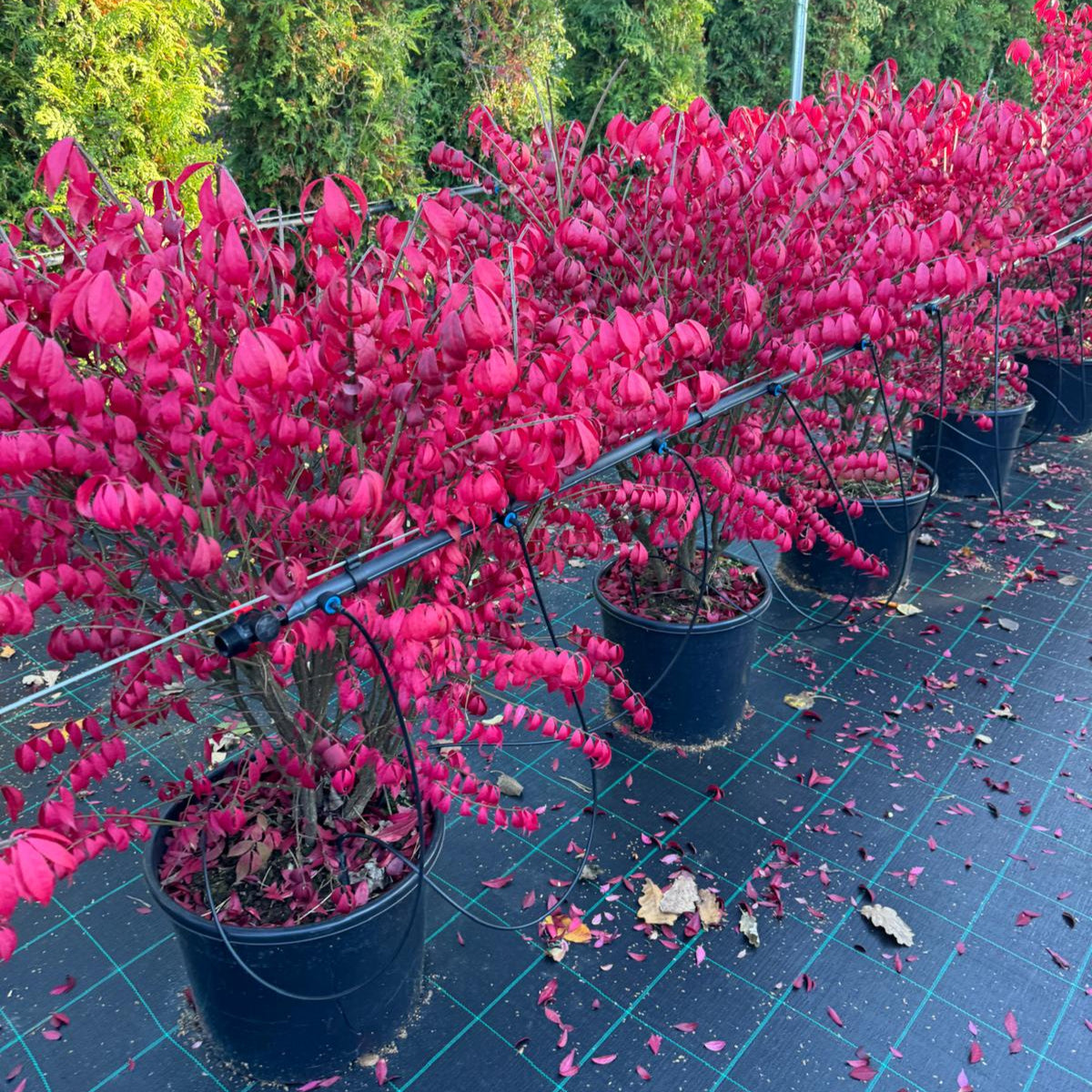 Arbustul Aripi De Foc - Euonymus Alatus