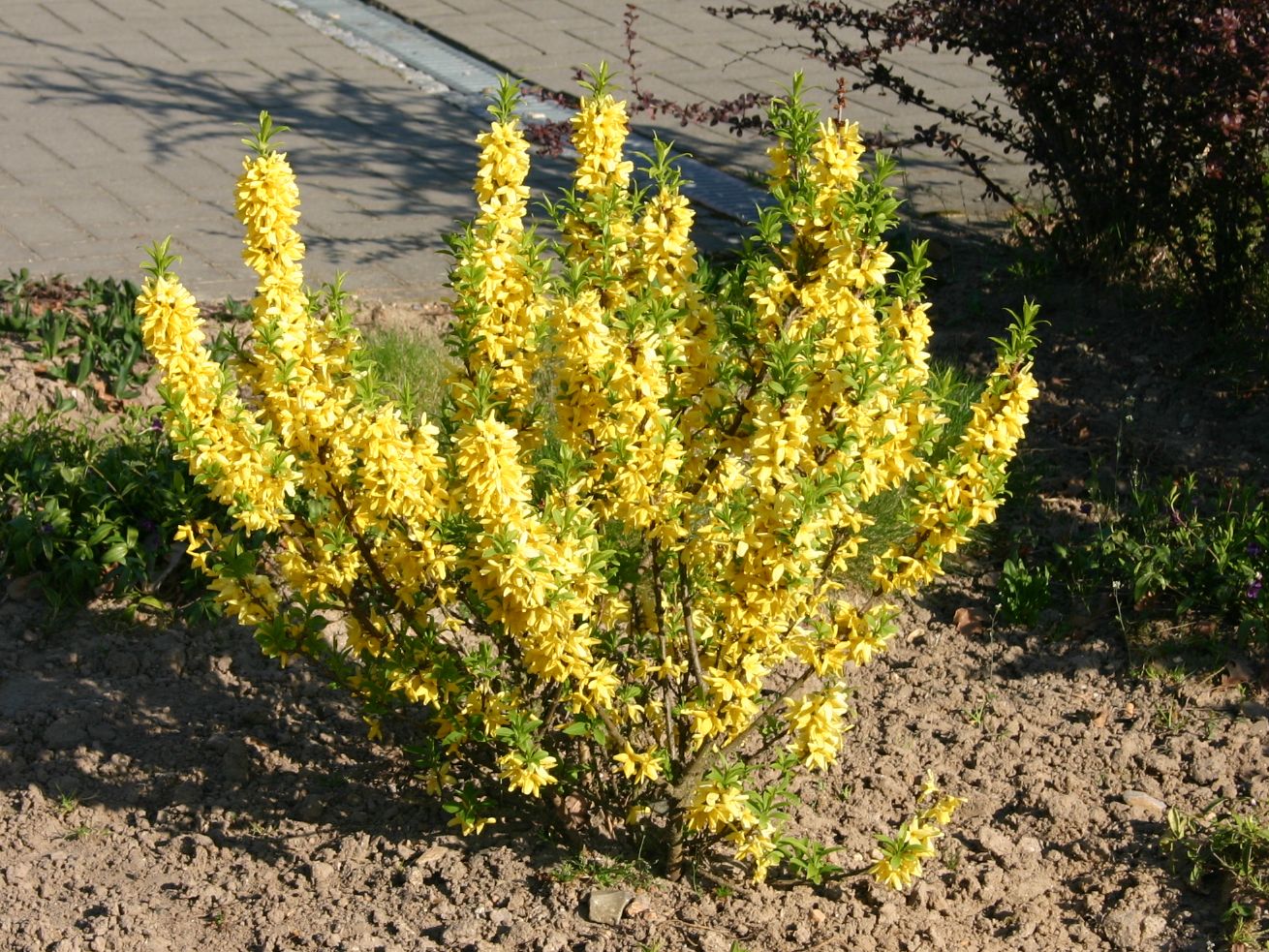 Ploaia De Aur Goldrausch - Forsythia 'Goldrausch'