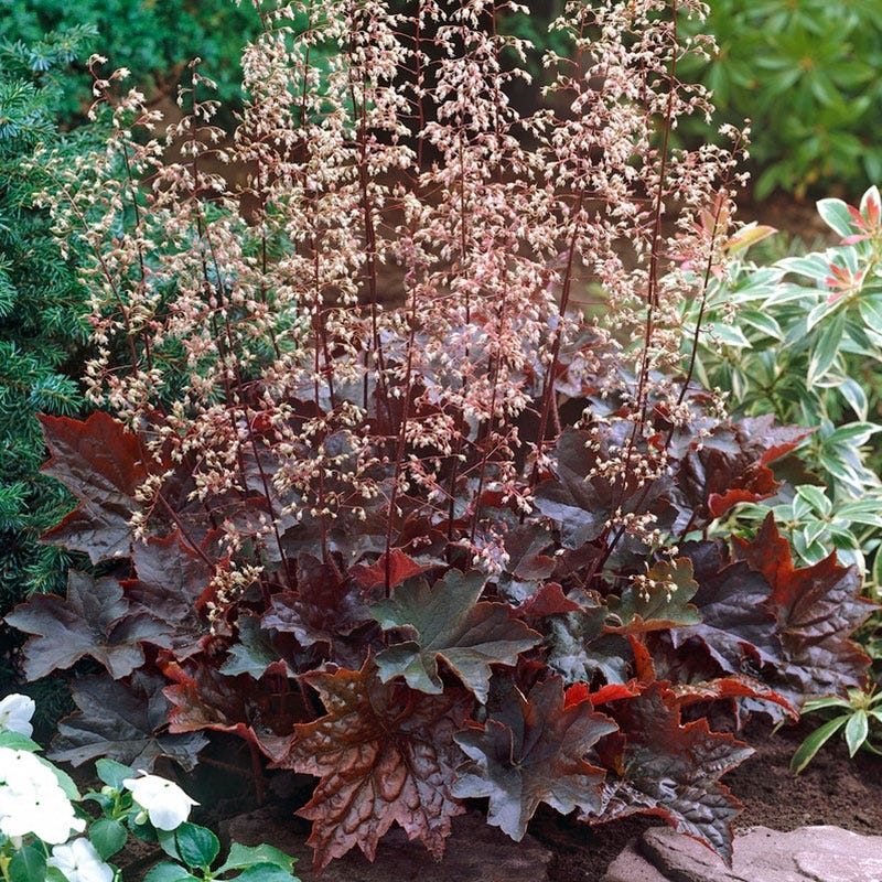 Clopoței De Coral Palace Purple - Heuchera Mic. Palace Purple