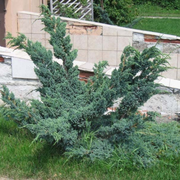 Ienupăr Meyeri - Juniperus Squamata Meyeri