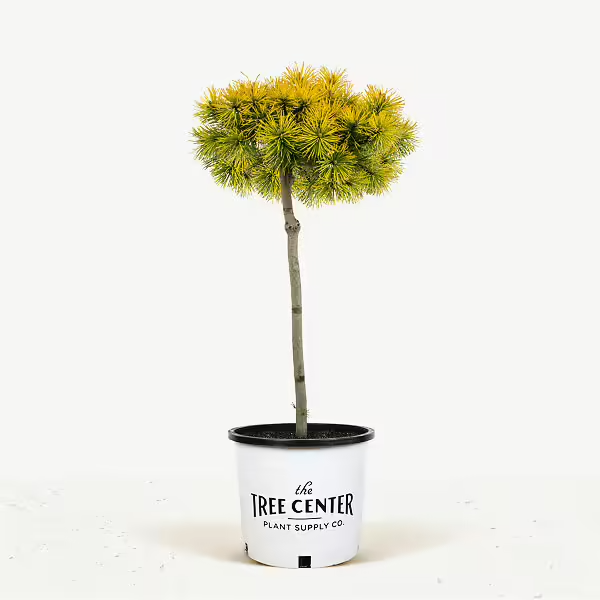 Pinus mugo 'Carstens Wintergold' altoit pe picior