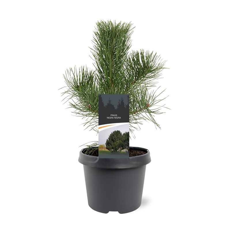 Pin Negru Austriac - Pinus Nigra Austriaca