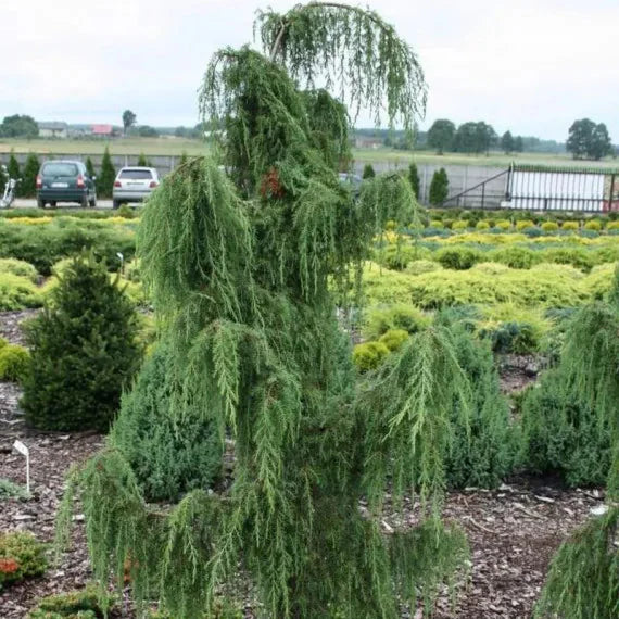 Ienupăr Horstmann - Juniperus Communis Horstmann