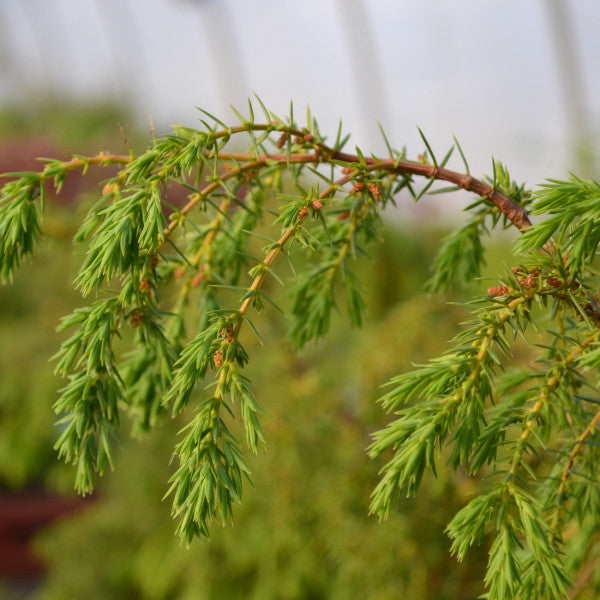 Ienupăr Horstmann - Juniperus Communis Horstmann