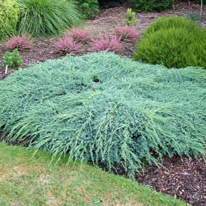 Ienupar Covor Albastru - Juniperus Squamata Blue Carpet