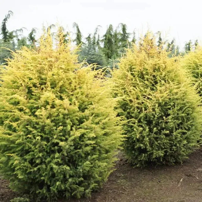 Ienupăr Gold Cone - Juniperus Communis Gold Cone