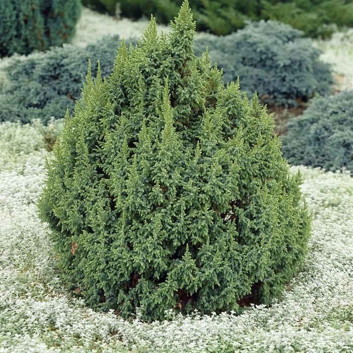Ienupăr Pingii Loderi - Juniperus Pingii Loderi