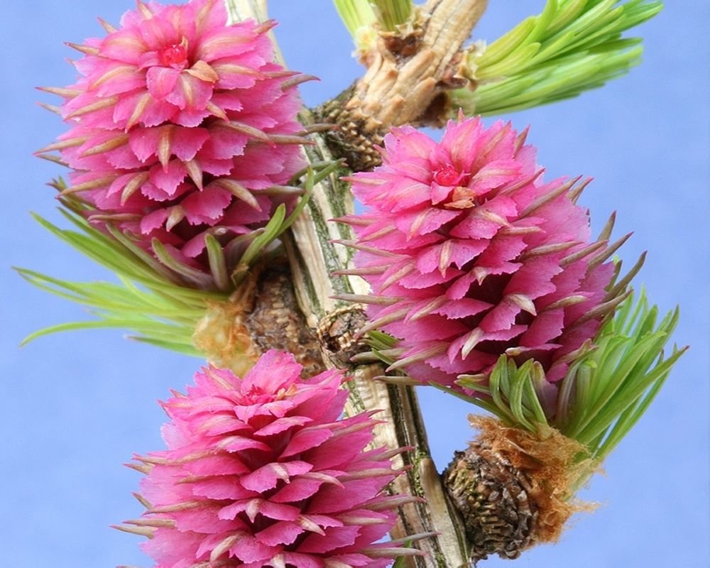 Zada Europeană - Larix Decidua