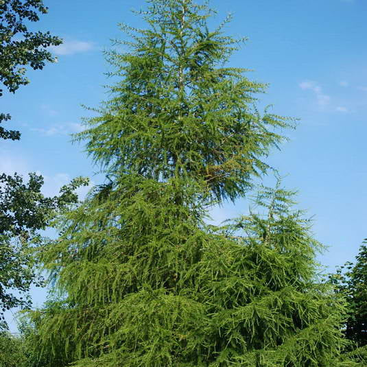 Zada Europeană - Larix Decidua