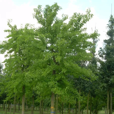 Portocal Fals - Maclura Pomifera