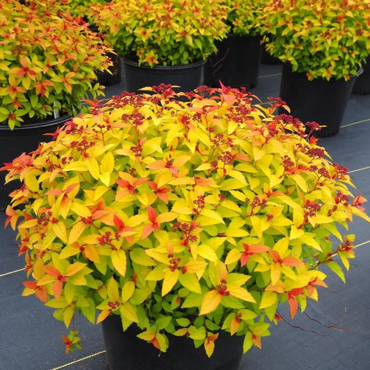 Spirea Magic Carpet - Spiraea Magic Carpet