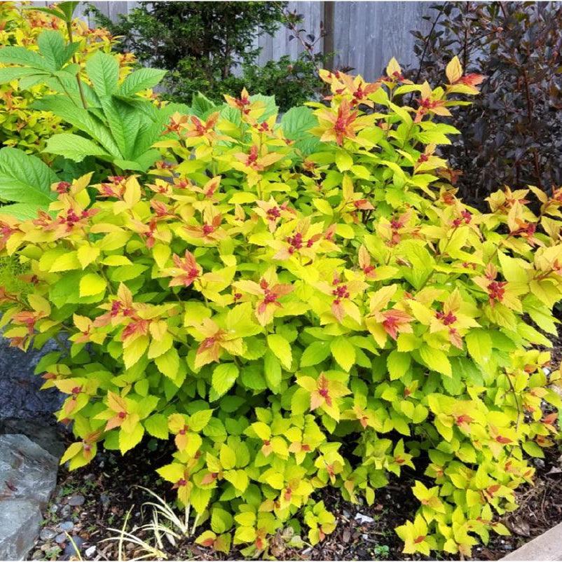Spirea Magic Carpet - Spiraea Magic Carpet