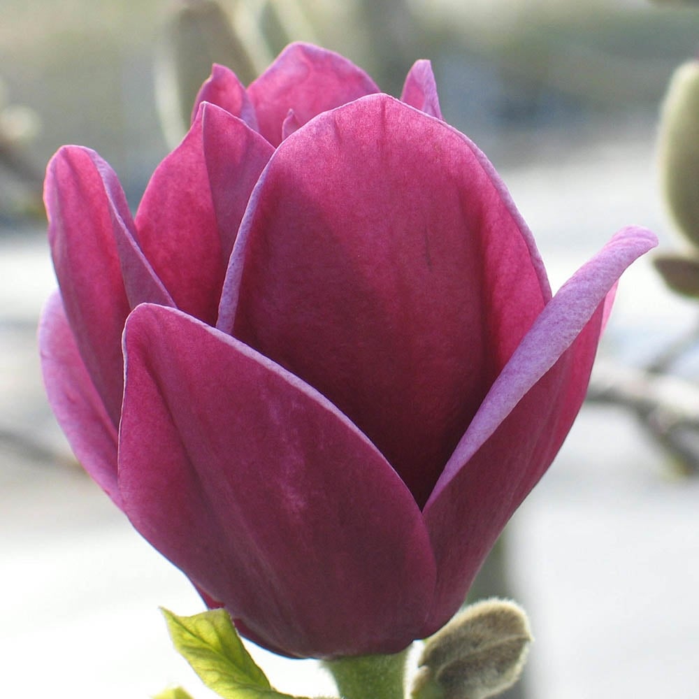 Magnolie Genie - Magnolia Genie