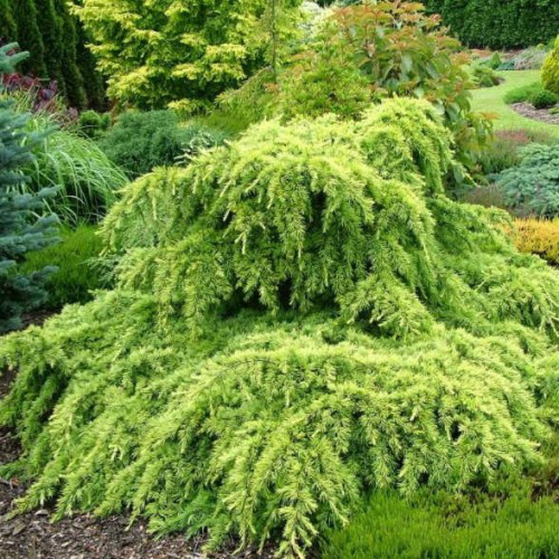 Cedru Auriu Golden Horizon - Cedrus Deodara Golden Horizon