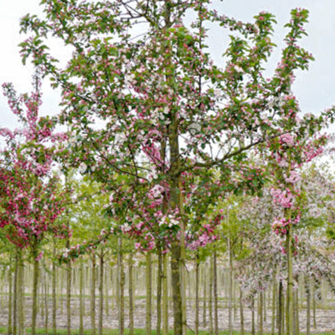 Măr Decorativ Golden Hornet - Malus Golden Hornet