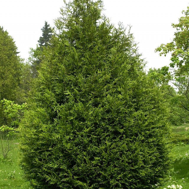 Tuia Atrovirens - Thuja Plicata Atrovirens