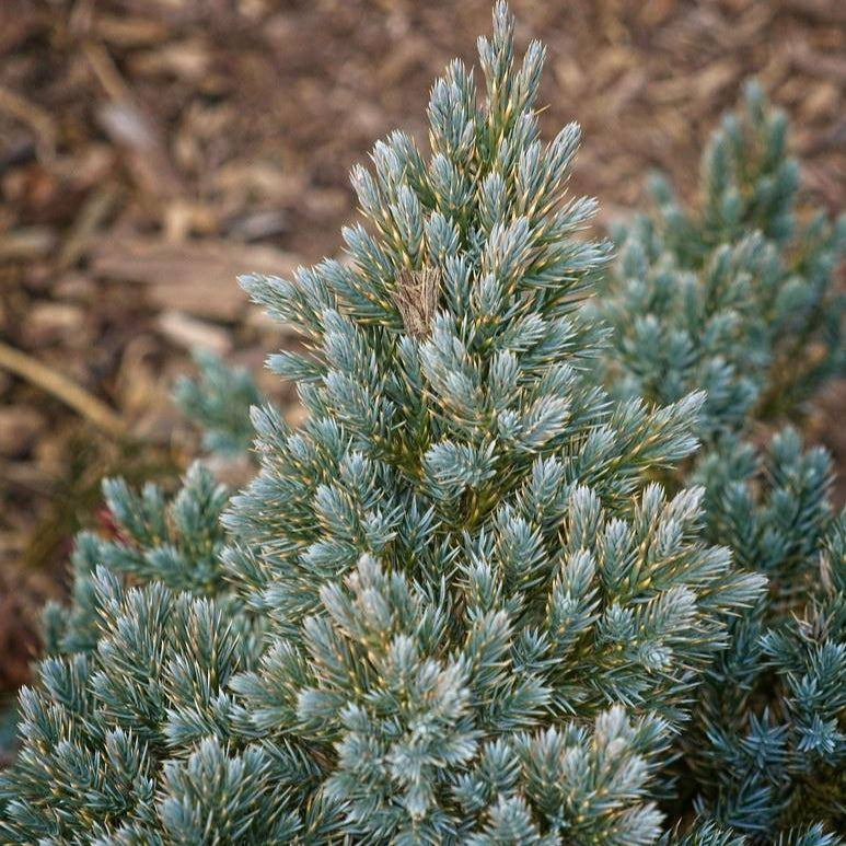 Ienupăr Meyeri - Juniperus Squamata Meyeri