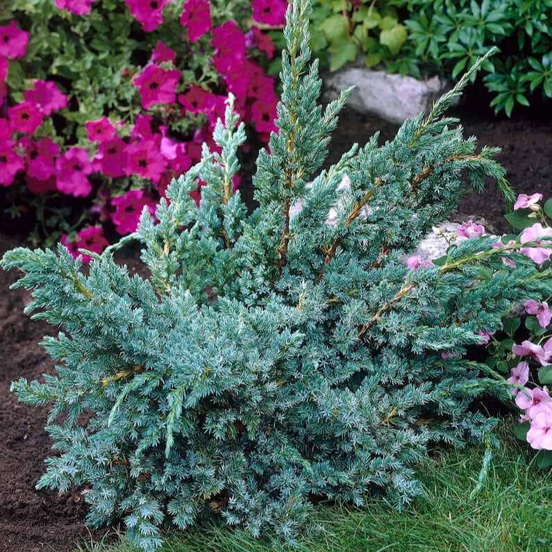 Ienupăr Meyeri - Juniperus Squamata Meyeri