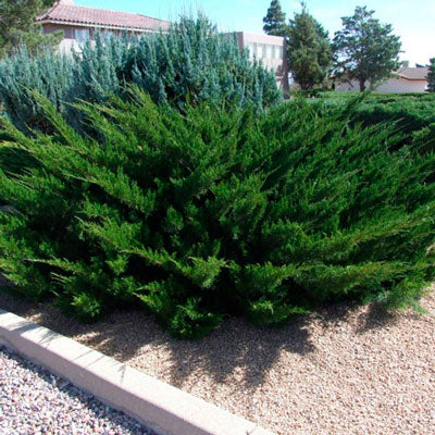 Ienupăr Mint Julep - Juniperus X Media Mint Julep