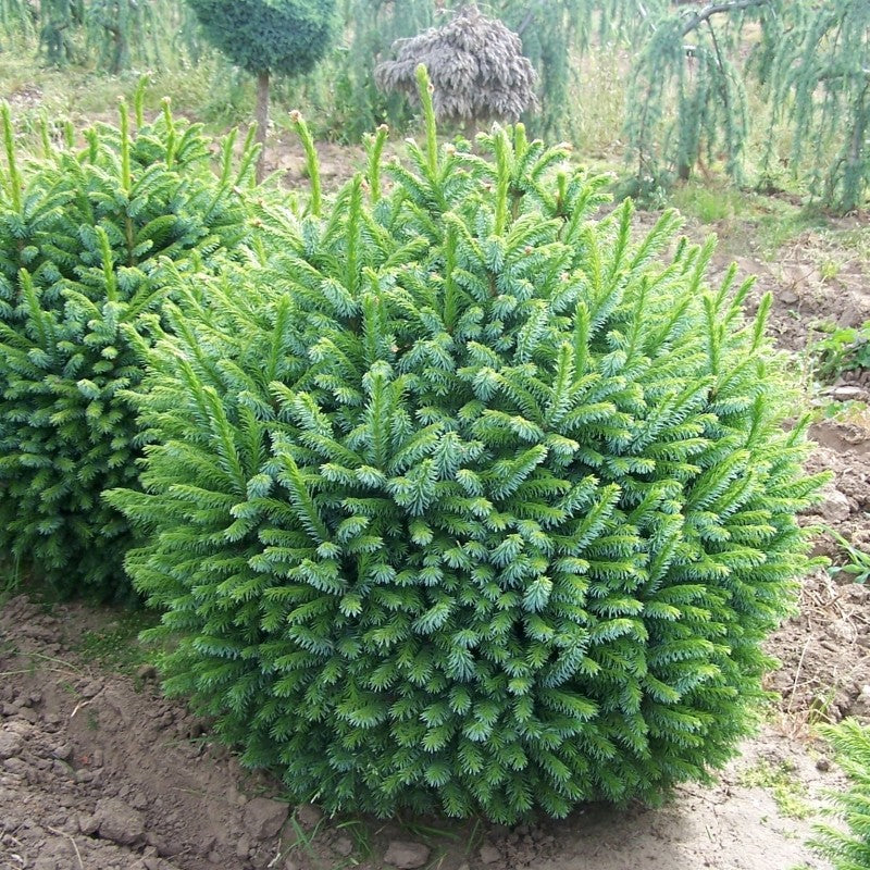 Molid Sarbesc Pitic - Picea Omorika Nana