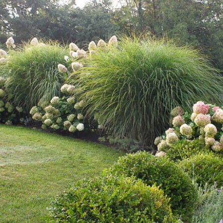 Iarbă Morning Light - Miscanthus Sin. Morning Light