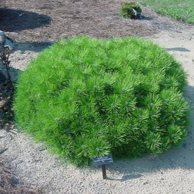 Pin Roșu Japonez Jane Kluis - Pinus Densiflora Jane Kluis