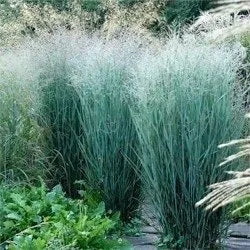 Iarbă Ornamentală Heavy Metal - Panicum Virg. Heavy Metal