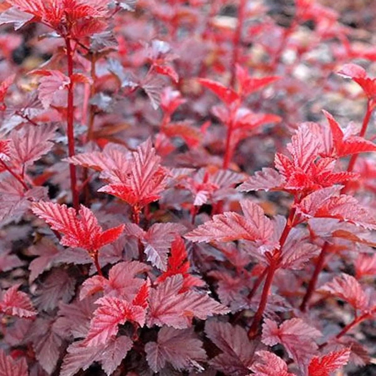 Fisocarp Lady In Red - Physocarpus Opulifolius Lady In Red