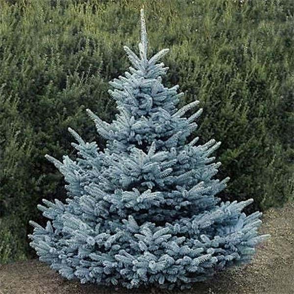 Molid Argintiu Blue Diamond - Picea Pungens Blue Diamond