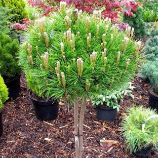 Pin Low Glow Pe Picior - Pinus Densiflora Low Glow - Pe Picior