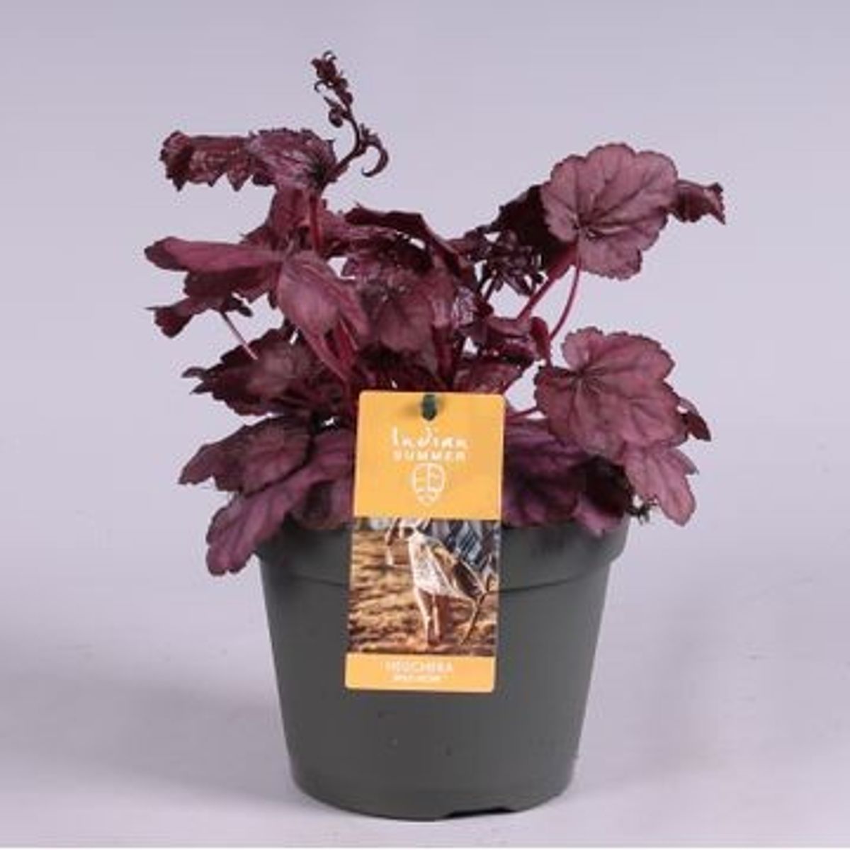 Heuchera Indian Summer Mix