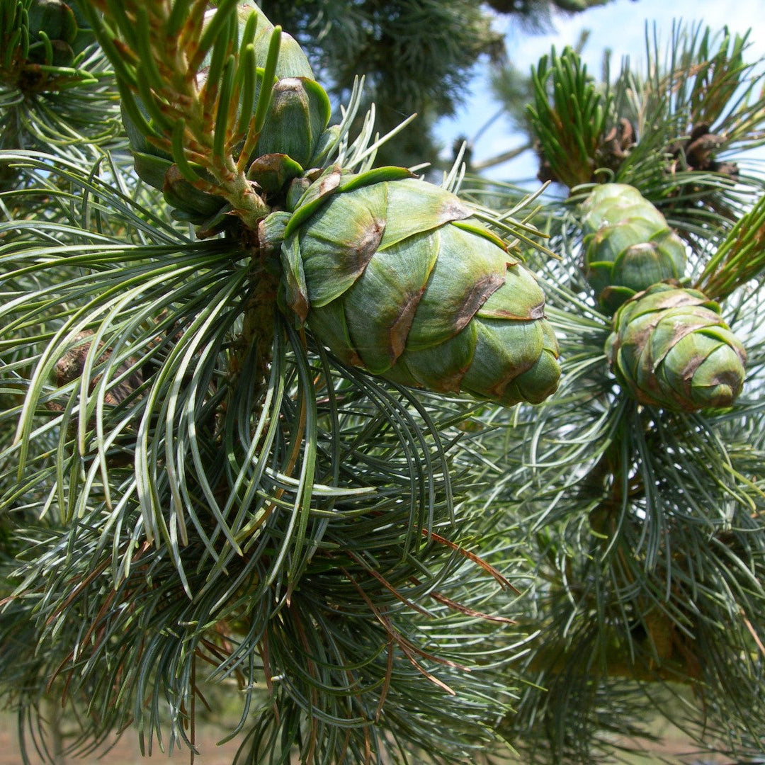 Pin Japonez Glauca - Pinus Parviflora Glauca