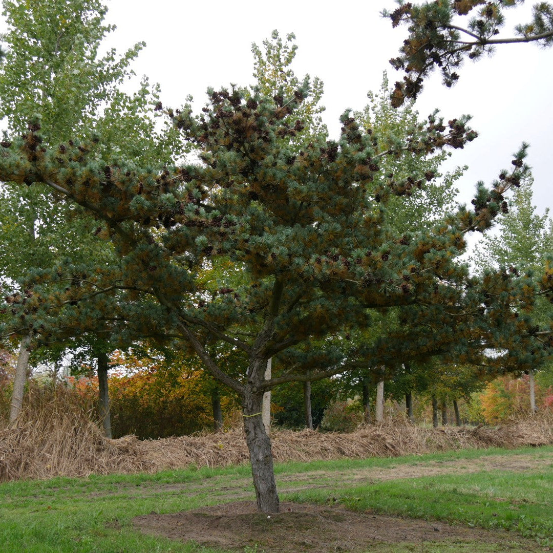 Pin Japonez Glauca - Pinus Parviflora Glauca