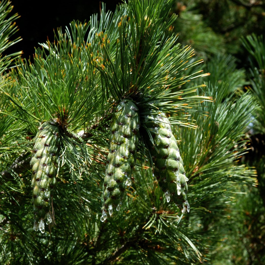 Pin Macedonean - Pinus Peuce