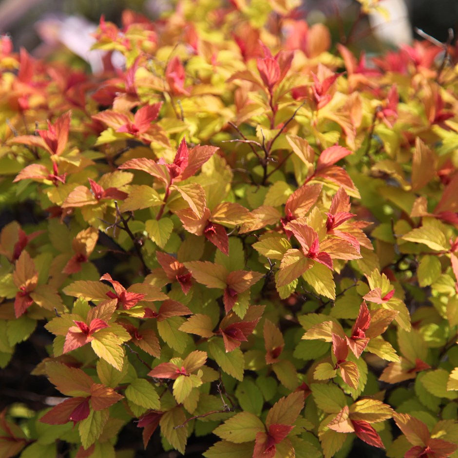 Spirea Goldflame - Spiraea Bumalda Goldflame
