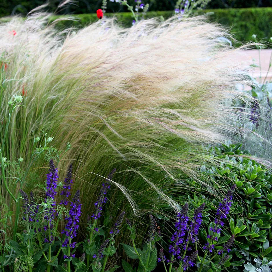 Stipa Tenuissima "Ponytails"