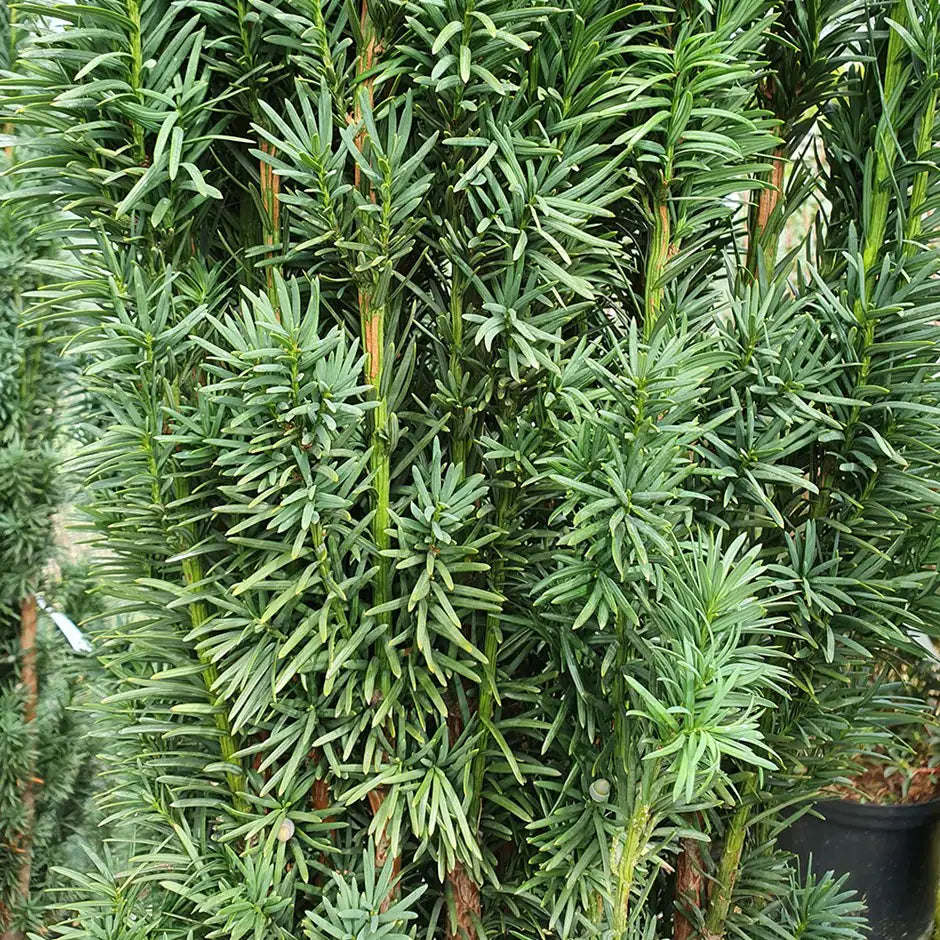 Tisa Columnara Robusta - Taxus Baccata Fast. Robusta