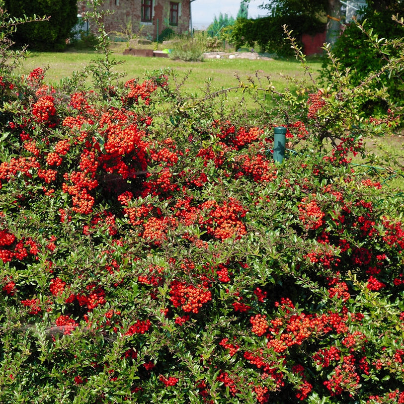 Piracantha Red Column - Pyracantha Red Column