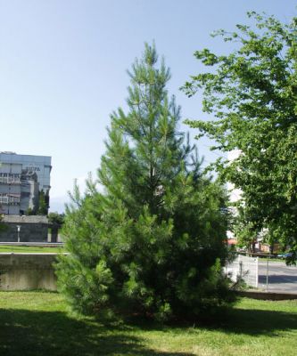 Pin De Himalaya - Pinus Wallichiana