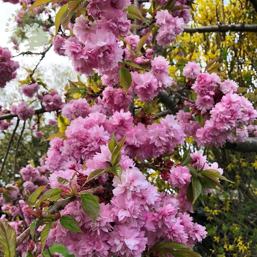 Cireș Japonez Kiku-Shidare-Sakura - Prunus Serr. 'Kiku-Shidare-Sakura' - Pe Picior