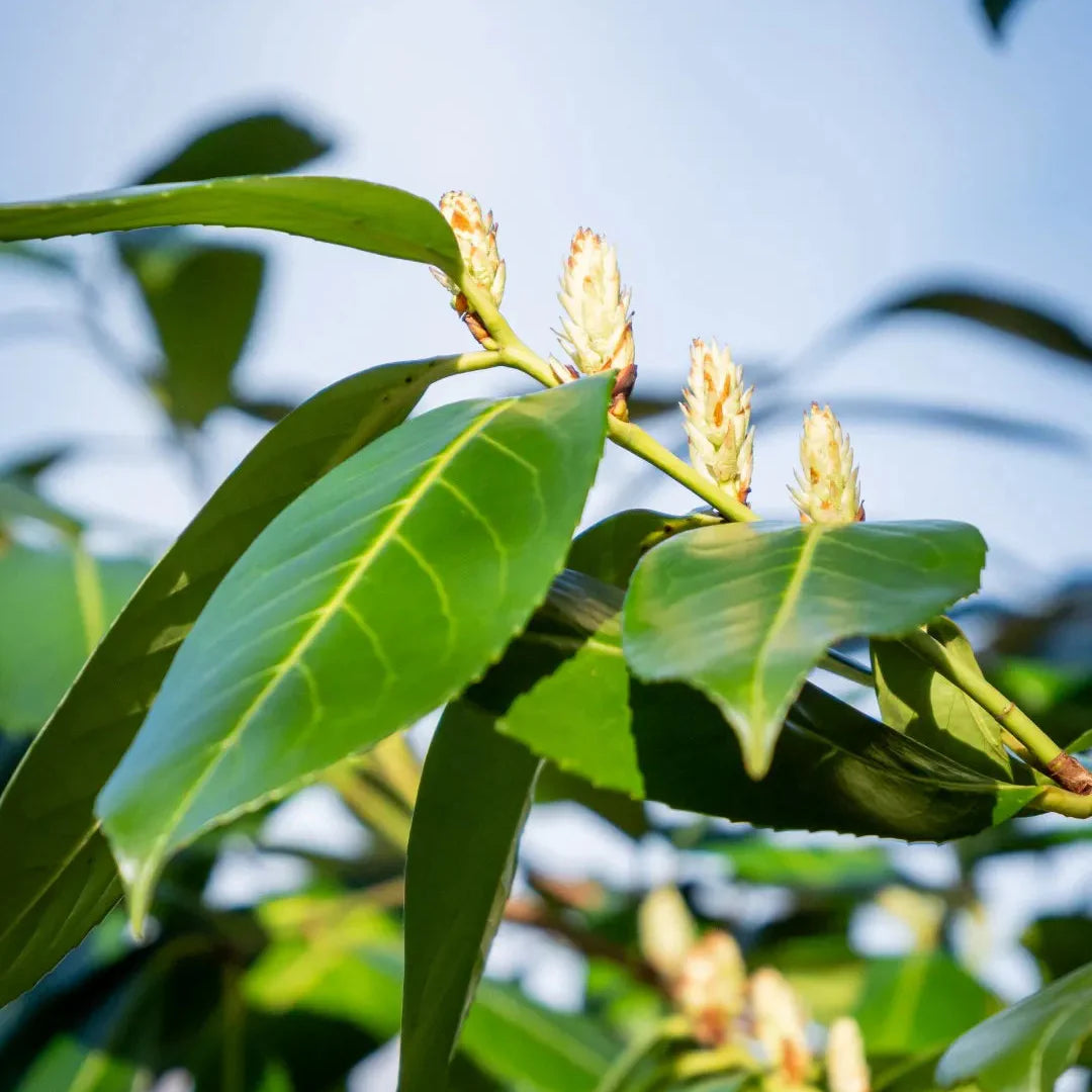 Laurocerasus Rotundifolia - Prunus Laurocerasus Rotundifolia