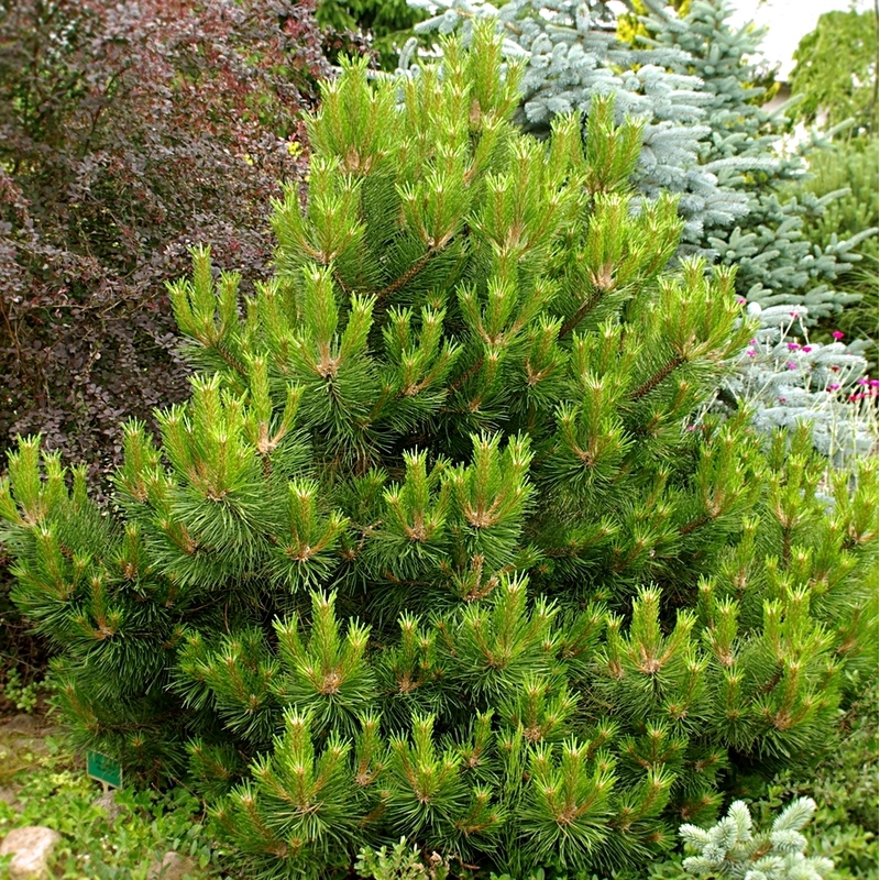 Pin Negru Wurstle - Pinus Nigra Wurstle